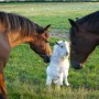 Jack and Sky meet Cameron for the first time