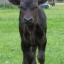 Dougal at two weeks old