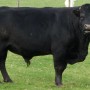 Hamish a 4 year old Dexter bull