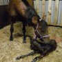 Crystal gives birth to a filly foal Brackenbrae Coruscation (Cori)