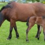 Crystal and Cori on the morning she was born