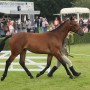 Brackenbrae Ultimate 5th in the Hunter yearling class. The Great Yorkshire show 2019