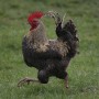 Cockerel on a mission.